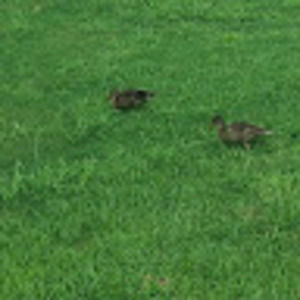 Meet your Posher, Holly